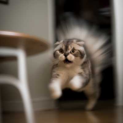 scottish fold pouncing on me, motion-blur --v 4 --s 750